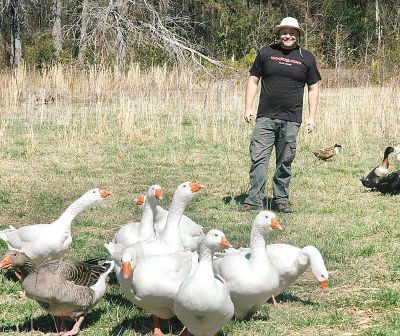 Coweta County nonprofit 180-degree Farm co-founder Scott Tyson recently braved the enclosure where the farm’s ducks and their “watch dog” protectors, the geese, spend the day feasting on a diet of grass free of pesticides and herbicides. Photo/Ben Nelms. Coweta County nonprofit 180-degree Farm co-founder Scott Tyson recently braved the enclosure where the farm’s ducks and their “watch dog” protectors, the geese, spend the day feasting on a diet of grass free of pesticides and herbicides. Photo/Ben Nelms.